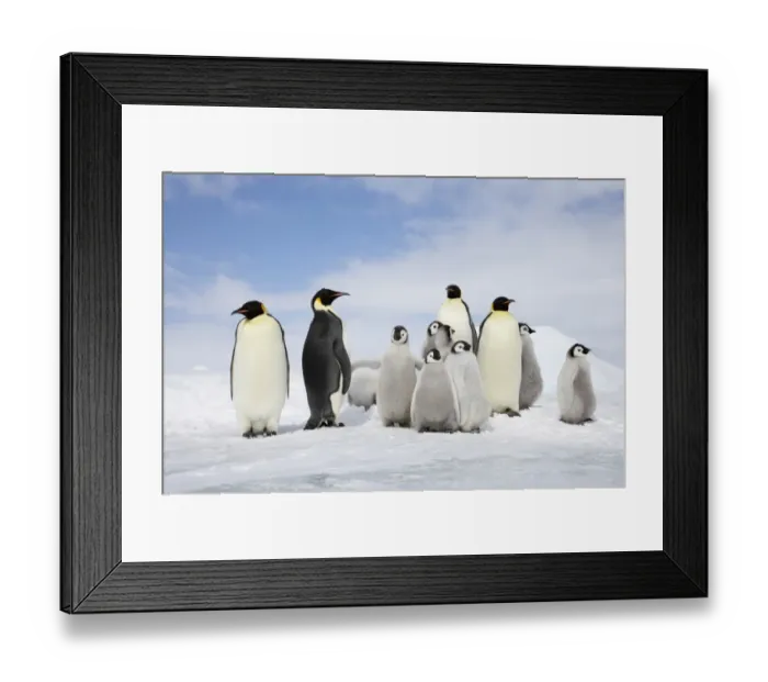 Framed Print : Emperor Penguin (Aptenodytes forsteri) four adults with group of chicks, standing on ice, Snow Hill Island, Weddell Sea, Antarctica Framed Print : Emperor Penguin (Aptenodytes forsteri) four adults with group of chicks, standing on ice, Snow Hill Island, Weddell Sea, Antarctica
