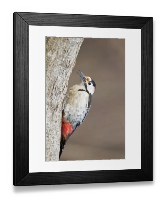 Framed Print : Syrian Woodpecker (Dendrocopos syriacus) adult male, feeding, clinging to tree trunk, Bulgaria, january