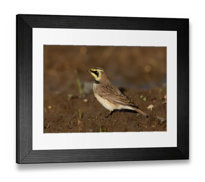 Framed Print : Shore Lark (Eremophila alpestris) adult, standing in arable field, Norfolk, England, november Framed Print : Shore Lark (Eremophila alpestris) adult, standing in arable field, Norfolk, England, november