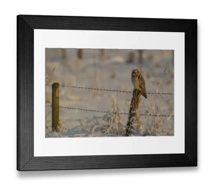 Framed Print : Short-eared Owl (Asio flammeus) adult, perched on fencepost in snow, Lincolnshire, England, january