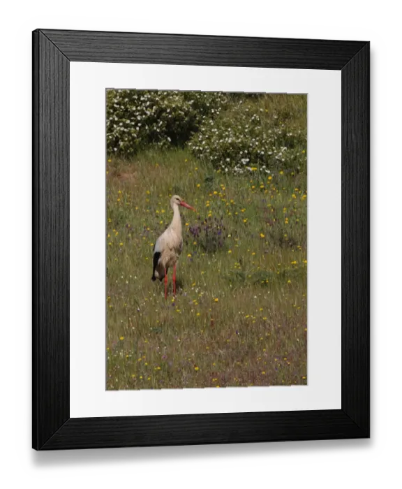 Framed Print : White Stork (Ciconia ciconia) adult, foraging in flowering meadow, Castro Marim Marshes, Algarve, Portugal, april Framed Print : White Stork (Ciconia ciconia) adult, foraging in flowering meadow, Castro Marim Marshes, Algarve, Portugal, april