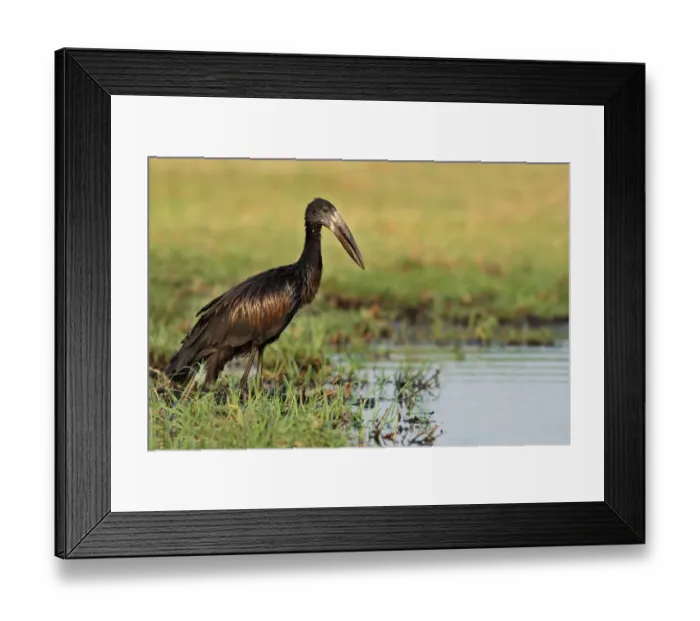 Framed Print : African Open-billed Stork (Anastomus lamelligerus) adult, standing at edge of water in wetland, Chobe N. P. Botswana Framed Print : African Open-billed Stork (Anastomus lamelligerus) adult, standing at edge of water in wetland, Chobe N. P. Botswana