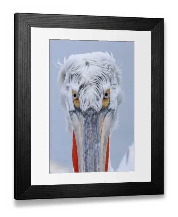 Framed Print : Dalmatian Pelican (Pelecanus crispus) adult, breeding plumage, close-up of head, Lake Kerkini, Macedonia, Greece Framed Print : Dalmatian Pelican (Pelecanus crispus) adult, breeding plumage, close-up of head, Lake Kerkini, Macedonia, Greece