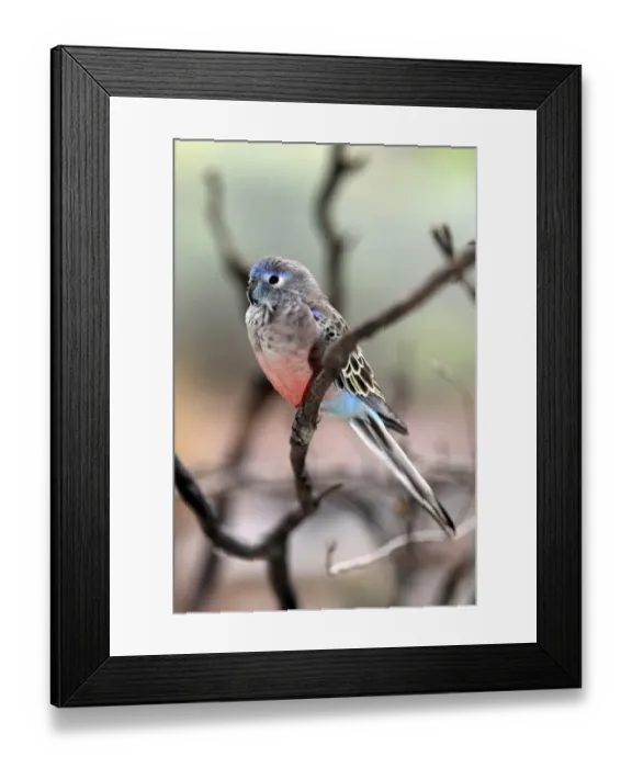 Framed Print : Bourke's Parrot (Neopsephotus bourkii) adult, perched on twig, Outback, Northern Territory, Australia Framed Print : Bourke's Parrot (Neopsephotus bourkii) adult, perched on twig, Outback, Northern Territory, Australia