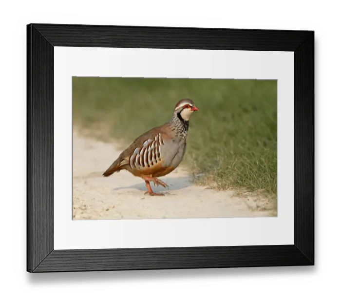 Framed Print : Red-legged Partridge (Alectoris rufa) adult, walking on farm track, Leicestershire, England, april Framed Print : Red-legged Partridge (Alectoris rufa) adult, walking on farm track, Leicestershire, England, april