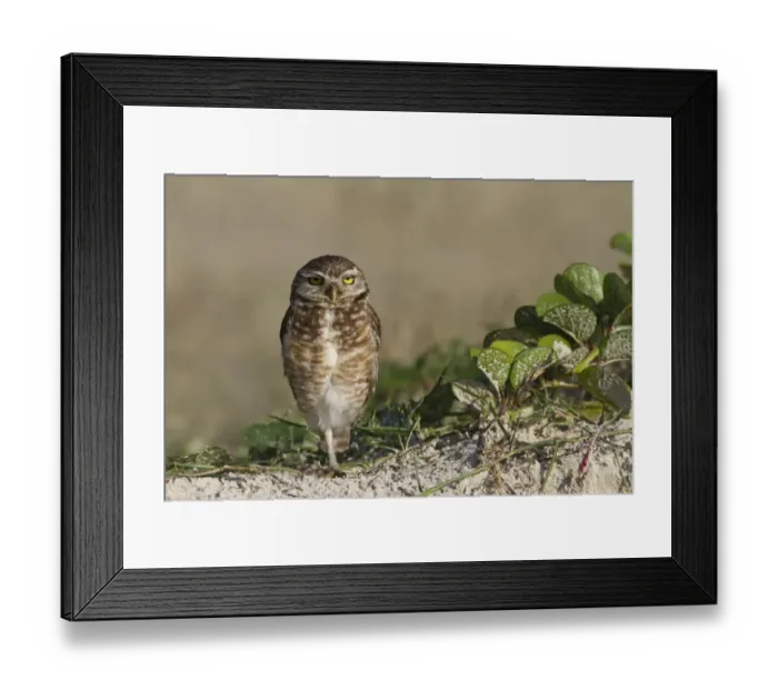 Framed Print : Burrowing Owl (Speotyto cunicularia) adult, standing on one leg, Ilha do Mel, Parana, Brazil Framed Print : Burrowing Owl (Speotyto cunicularia) adult, standing on one leg, Ilha do Mel, Parana, Brazil