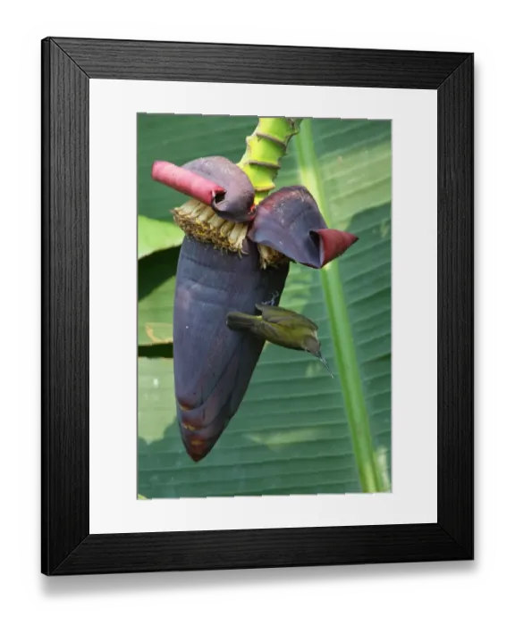 Framed Print : Little Spiderhunter (Arachnothera longirostra) adult, clinging to banana flower, Kaeng Krachan N. P. Thailand, february