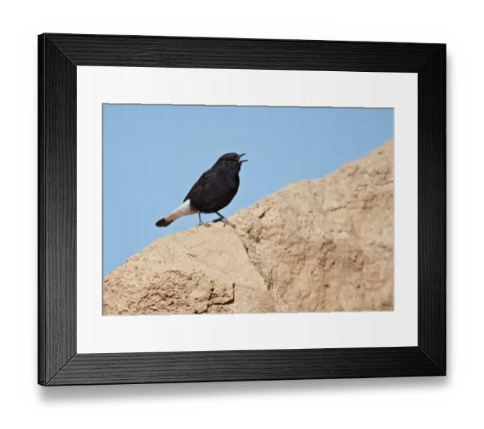 Framed Print : Black Wheatear (Oenanthe leucura) adult male, calling, standing on rock, near Ouarzazate, Morocco, february Framed Print : Black Wheatear (Oenanthe leucura) adult male, calling, standing on rock, near Ouarzazate, Morocco, february