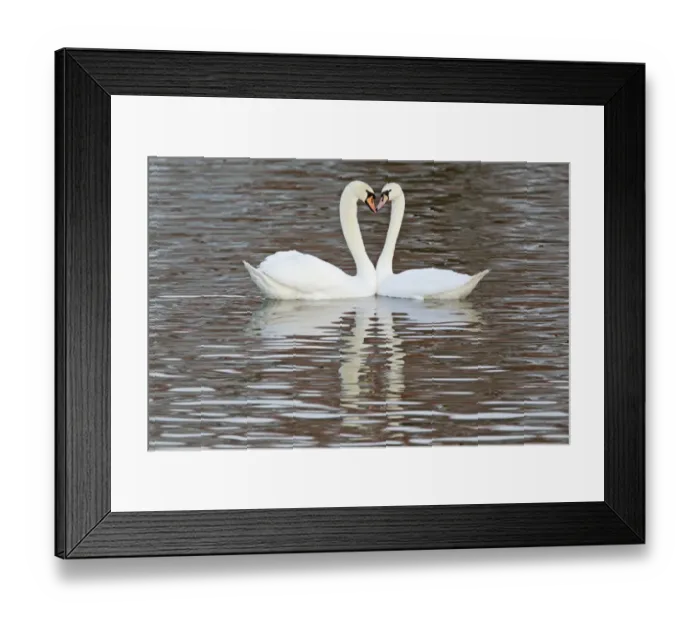 Framed Print : Mute Swan (Cygnus olor) adult pair, in courtship display on water, Caerlaverock W. W. T. Dumfries, Scotland, january Framed Print : Mute Swan (Cygnus olor) adult pair, in courtship display on water, Caerlaverock W. W. T. Dumfries, Scotland, january