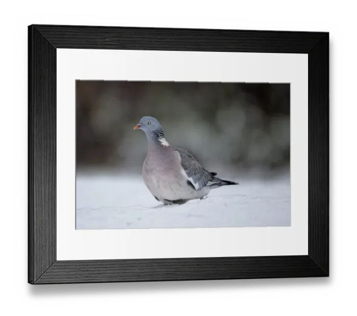 Framed Print : Wood Pigeon (Columba palumbus) adult, walking in snow, West Midlands, England, december