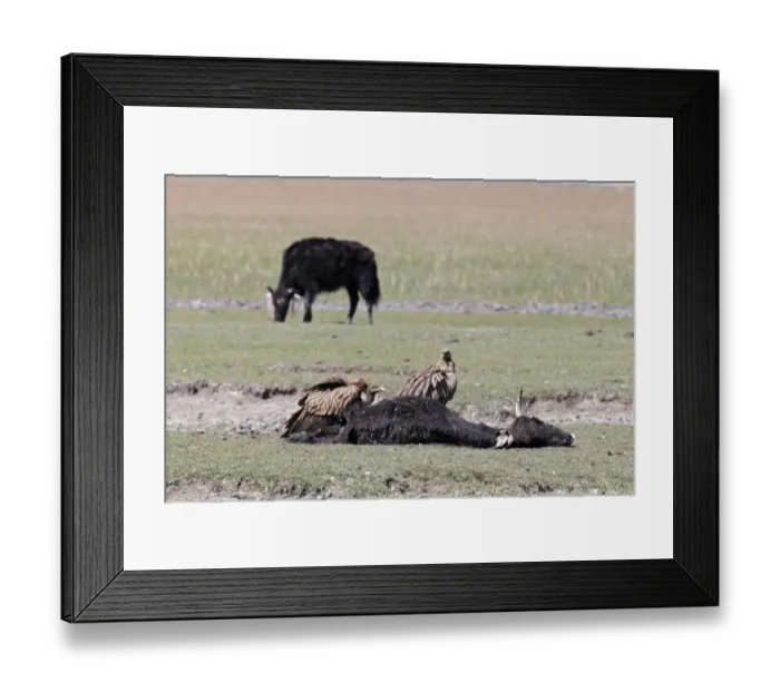 Framed Print : Himalayan Griffon (Gyps himalayensis) two adults, feeding, scavenging on carcass of dead cow, Napahai, Yunnan, China, may Framed Print : Himalayan Griffon (Gyps himalayensis) two adults, feeding, scavenging on carcass of dead cow, Napahai, Yunnan, China, may