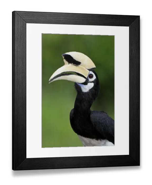 Framed Print : Oriental Pied Hornbill (Anthracoceros albirostris) adult, close-up of head, Labuk Bay, Sabah, Borneo, Malaysia Framed Print : Oriental Pied Hornbill (Anthracoceros albirostris) adult, close-up of head, Labuk Bay, Sabah, Borneo, Malaysia