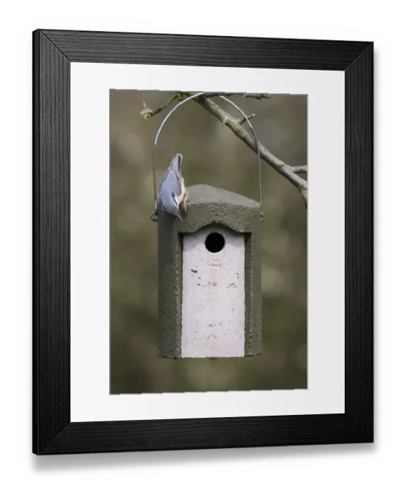 Framed Print : European Nuthatch (Sitta europaea) adult, inspecting hanging woodcrete tit nestbox, Kent, England, spring