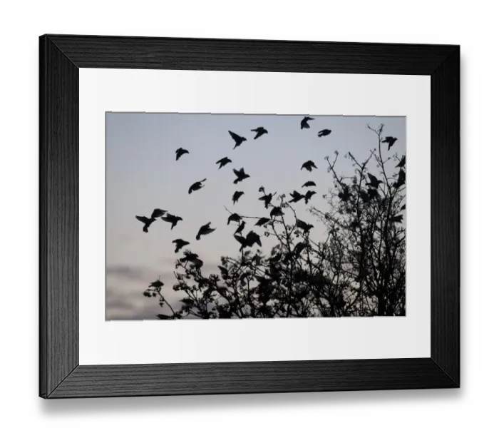 Framed Print : Bohemian Waxwing (Bombycilla garrulus) flock, in flight, landing in rowan tree, silhouetted at sunset, Kent, England, december Framed Print : Bohemian Waxwing (Bombycilla garrulus) flock, in flight, landing in rowan tree, silhouetted at sunset, Kent, England, december
