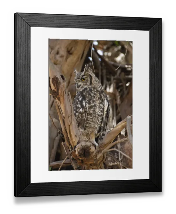 Framed Print : Cape Eagle-owl (Bubo capensis) adult, perched on branch, Franschoek, Western Cape, South Africa