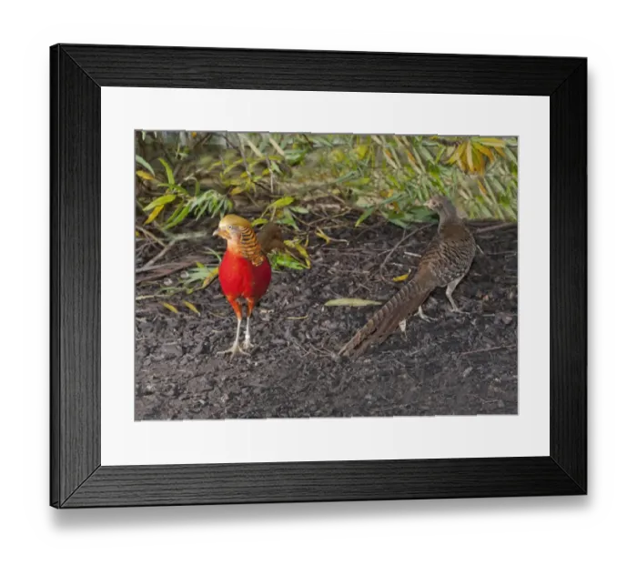 Framed Print : Golden Pheasant (Chrysolophus pictus) adult pair, standing, Whitewell, Lancashire, England, november (captive) Framed Print : Golden Pheasant (Chrysolophus pictus) adult pair, standing, Whitewell, Lancashire, England, november (captive)