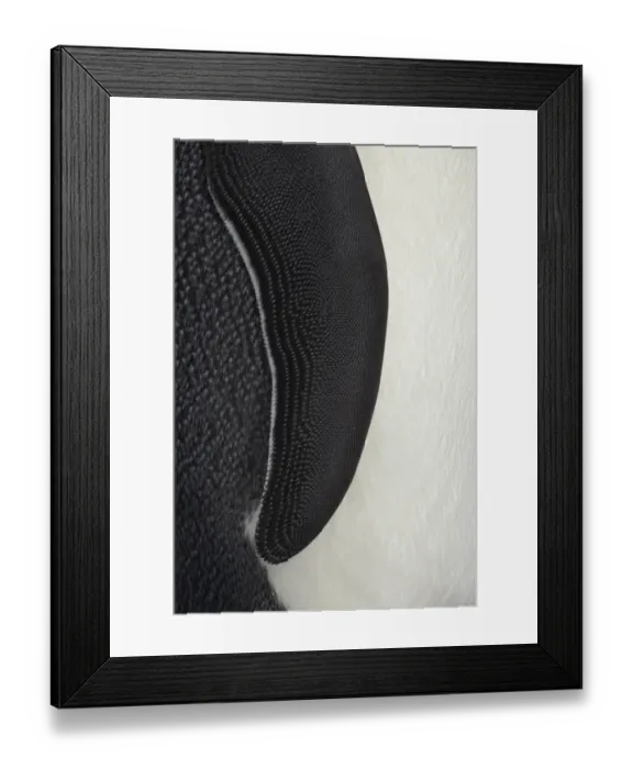 Framed Print : Emperor Penguin (Aptenodytes forsteri) adult, close-up of wing, Snow Hill Island, Weddell Sea, Antarctica Framed Print : Emperor Penguin (Aptenodytes forsteri) adult, close-up of wing, Snow Hill Island, Weddell Sea, Antarctica