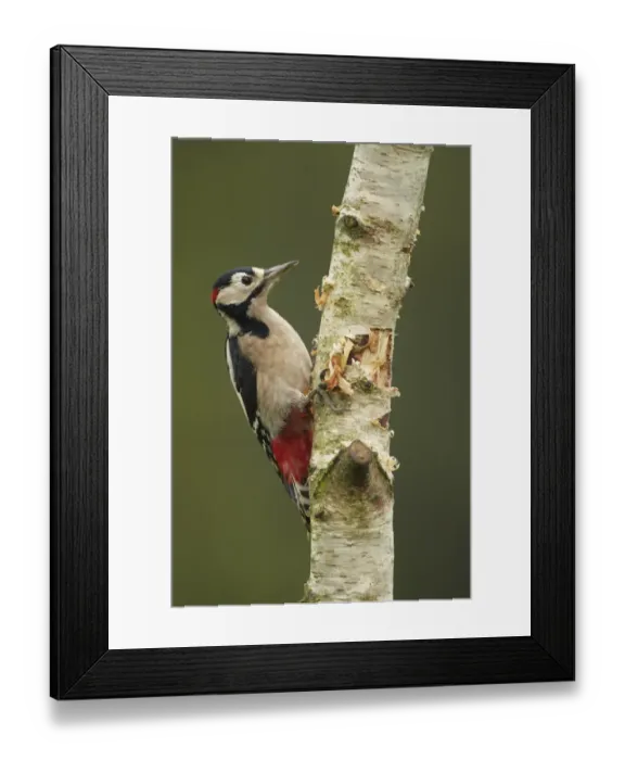 Framed Print : Greater Spotted Woodpecker (Dendrocopus major) adult male, foraging, climbing up silver birch trunk, Shropshire, England Framed Print : Greater Spotted Woodpecker (Dendrocopus major) adult male, foraging, climbing up silver birch trunk, Shropshire, England