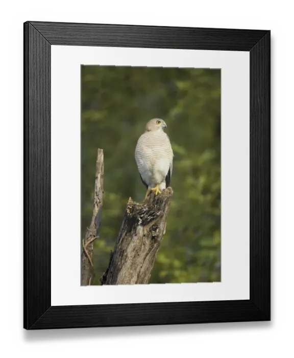 Framed Print : Shikra (Accipiter badius) adult, perched on stump, Keoladeo Ghana N. P. (Bharatpur), Rajasthan, India Framed Print : Shikra (Accipiter badius) adult, perched on stump, Keoladeo Ghana N. P. (Bharatpur), Rajasthan, India