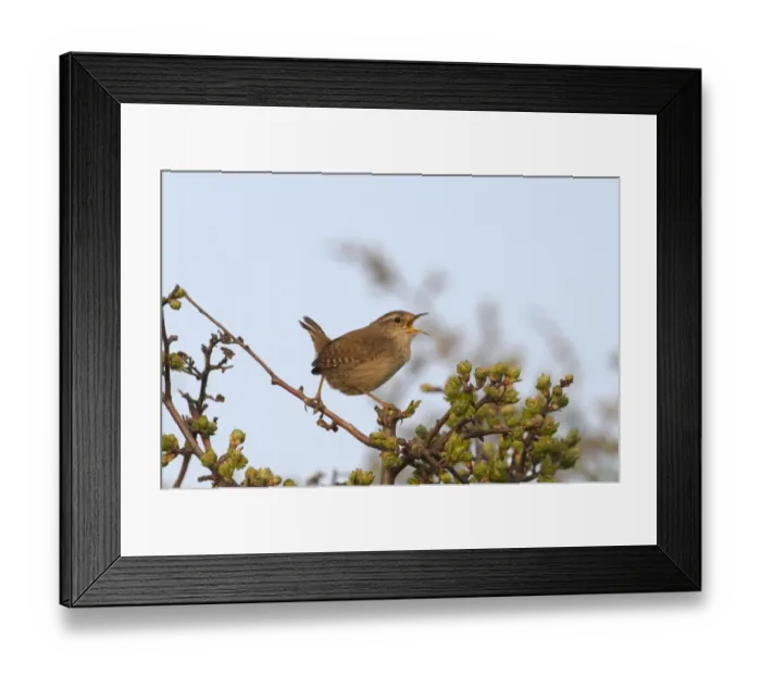 Framed Print : Winter Wren (Troglodytes troglodytes) adult, singing, perched on twig, Norfolk, England, april