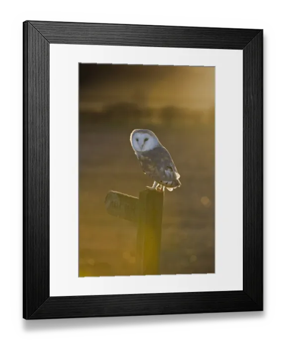 Framed Print : Barn Owl (Tyto alba) adult, perched on footpath sign in farmland at dusk, Cley, Norfolk, England, winter Framed Print : Barn Owl (Tyto alba) adult, perched on footpath sign in farmland at dusk, Cley, Norfolk, England, winter