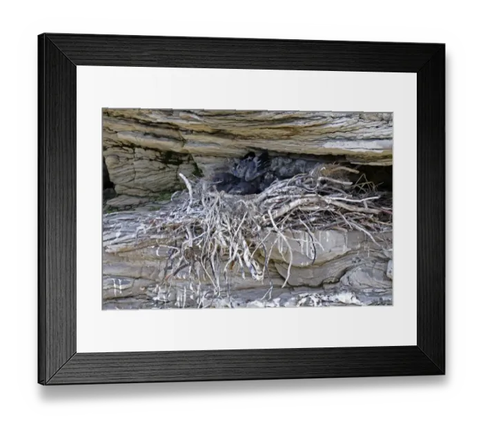 Framed Print : Common Raven (Corvus corax) chicks, in nest on rock face, Varanger, Norway, may Framed Print : Common Raven (Corvus corax) chicks, in nest on rock face, Varanger, Norway, may