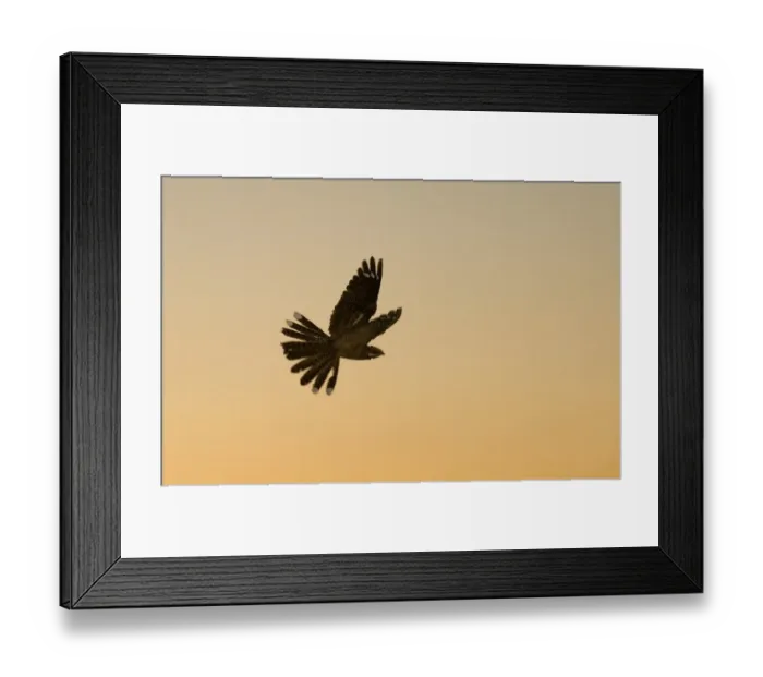 Framed Print : Eurasian Nightjar (Caprimulgus europaeus) adult male, in display flight over heathland at dusk, North Norfolk, England, june Framed Print : Eurasian Nightjar (Caprimulgus europaeus) adult male, in display flight over heathland at dusk, North Norfolk, England, june