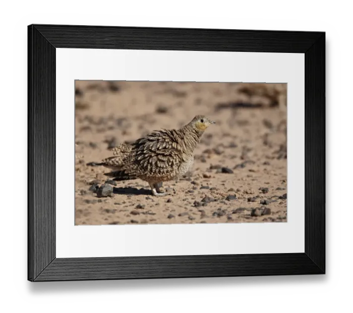 Framed Print : Crowned Sandgrouse (Pterocles coronatus) adult female, ruffling feathers, standing in desert, near Erg Chebbi, Morocco, february Framed Print : Crowned Sandgrouse (Pterocles coronatus) adult female, ruffling feathers, standing in desert, near Erg Chebbi, Morocco, february