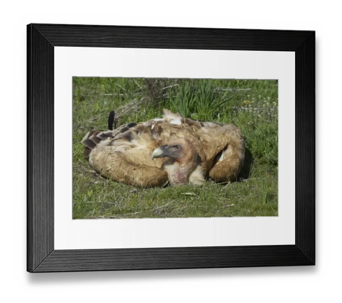 Framed Print : Eurasian Griffon Vulture (Gyps fulvus) adult, resting on ground, Segovia, Castile and Leon, Spain Framed Print : Eurasian Griffon Vulture (Gyps fulvus) adult, resting on ground, Segovia, Castile and Leon, Spain
