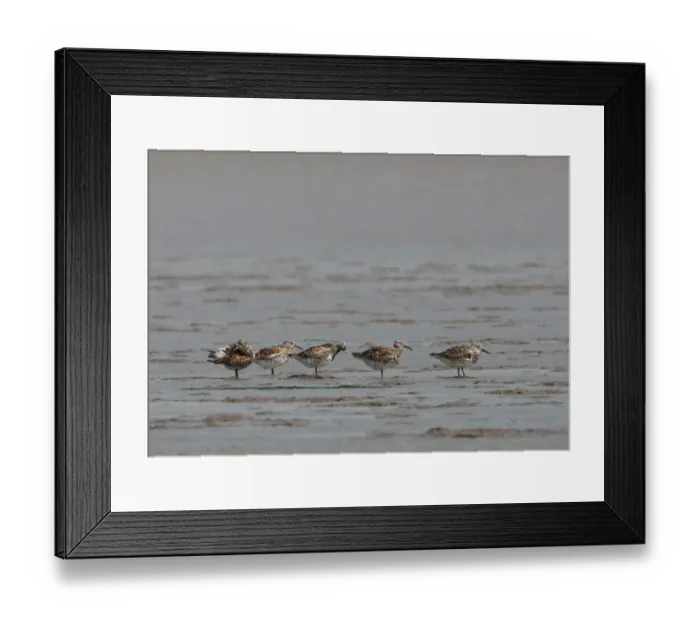 Framed Print : Great Knot (Calidris tenuirostris) five adults, preening, standing in shallow water on mudflats, Hebei, China, may Framed Print : Great Knot (Calidris tenuirostris) five adults, preening, standing in shallow water on mudflats, Hebei, China, may