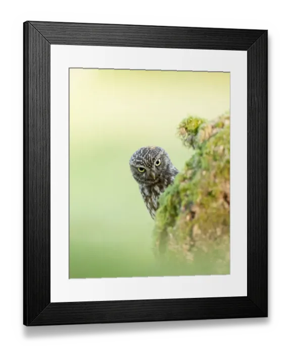 Framed Print : Little Owl (Athene noctua) adult, peering over tree stump, England, may Framed Print : Little Owl (Athene noctua) adult, peering over tree stump, England, may