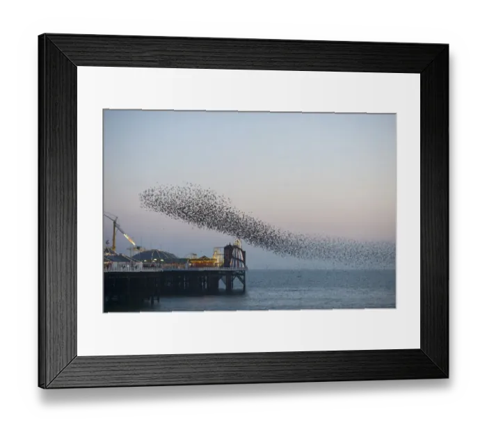 Framed Print : Common Starling (Sturnus vulgaris) flock, in flight over sea, gathering at evening roost site, Brighton Pier, East Sussex, England, february Framed Print : Common Starling (Sturnus vulgaris) flock, in flight over sea, gathering at evening roost site, Brighton Pier, East Sussex, England, february