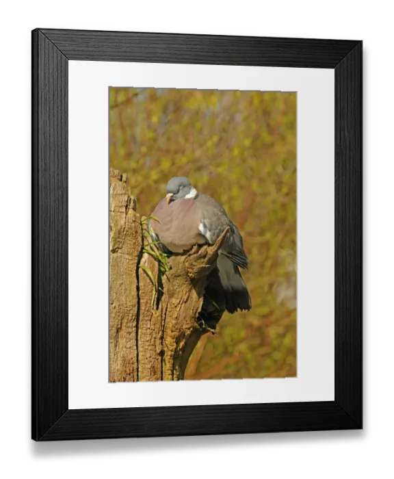 Framed Print : Wood Pigeon (Columbus palumbus) adult, sleeping, perched on tree stump, Oxfordshire, England, march Framed Print : Wood Pigeon (Columbus palumbus) adult, sleeping, perched on tree stump, Oxfordshire, England, march