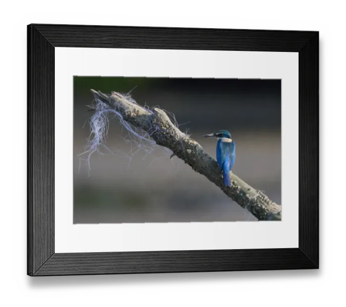 Framed Print : Collared Kingfisher (Todirhamphus chloris) adult, perched on barnacle encrusted branch with snagged fishing net, Thailand, february Framed Print : Collared Kingfisher (Todirhamphus chloris) adult, perched on barnacle encrusted branch with snagged fishing net, Thailand, february