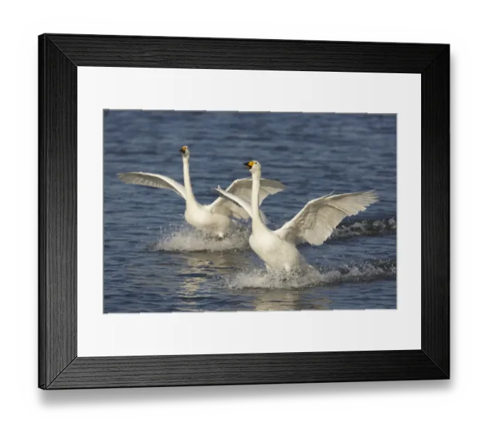 Framed Print : Whooper Swan (Cygnus cygnus) two adults, calling and landing on flooded washes, Welney W. W. T. Reserve, Ouse Washes, Norfolk, England, winter Framed Print : Whooper Swan (Cygnus cygnus) two adults, calling and landing on flooded washes, Welney W. W. T. Reserve, Ouse Washes, Norfolk, England, winter