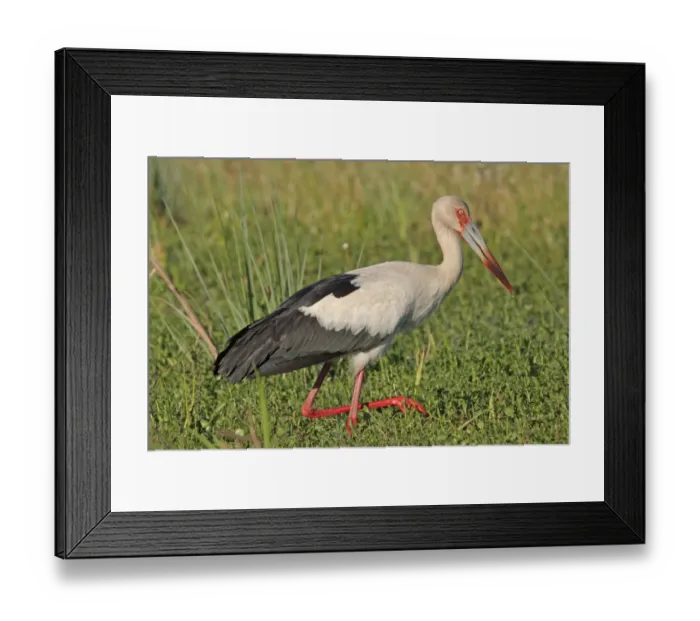 Framed Print : Maguari Stork (Ciconia maguari) adult, wading in wetland, Ibera Marshes, Corrientes, Argentina, november Framed Print : Maguari Stork (Ciconia maguari) adult, wading in wetland, Ibera Marshes, Corrientes, Argentina, november