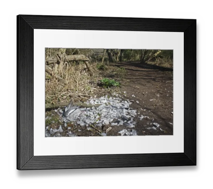 Framed Print : Wood Pigeon (Columbus palumbus) dead adult, killed and plucked by raptor, on woodland path, Lackford Lakes Nature Reserve, Suffolk, England, march Framed Print : Wood Pigeon (Columbus palumbus) dead adult, killed and plucked by raptor, on woodland path, Lackford Lakes Nature Reserve, Suffolk, England, march