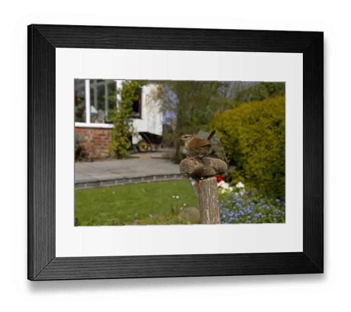 Framed Print : Winter Wren (Troglodytes troglodytes) adult, perched on tool handle in garden habitat, England, april Framed Print : Winter Wren (Troglodytes troglodytes) adult, perched on tool handle in garden habitat, England, april