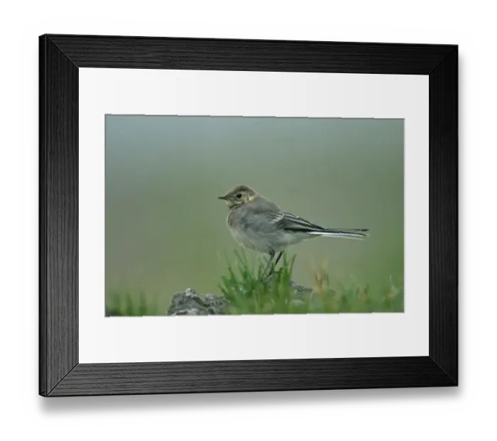 Framed Print : Pied Wagtail (Motacilla alba yarrellii) juvenile, standing on rock, England, may Framed Print : Pied Wagtail (Motacilla alba yarrellii) juvenile, standing on rock, England, may