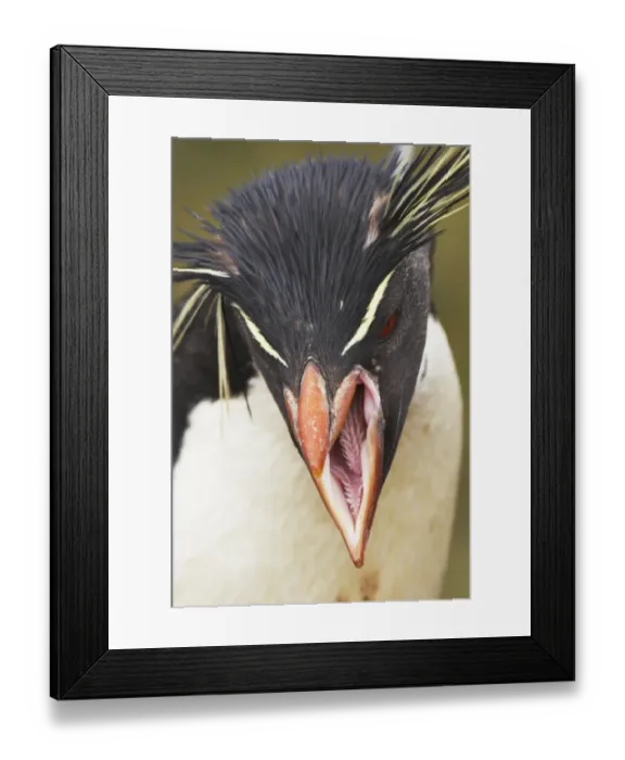 Framed Print : Southern Rockhopper Penguin (Eudyptes chrysocome chrysocome) adult, calling, close-up of head, New Island, Falkland Islands Framed Print : Southern Rockhopper Penguin (Eudyptes chrysocome chrysocome) adult, calling, close-up of head, New Island, Falkland Islands