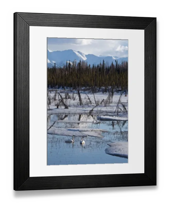 Framed Print : Trumpeter Swan (Cygnus buccinator) adult pair, swimming amongst melting ice on lake habitat, Yukon, Canada, april