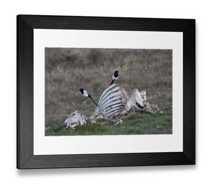 Framed Print : Common Magpie (Pica pica) two adults, perched on carrion, Pyrenees, Catalonia, Spain, november Framed Print : Common Magpie (Pica pica) two adults, perched on carrion, Pyrenees, Catalonia, Spain, november