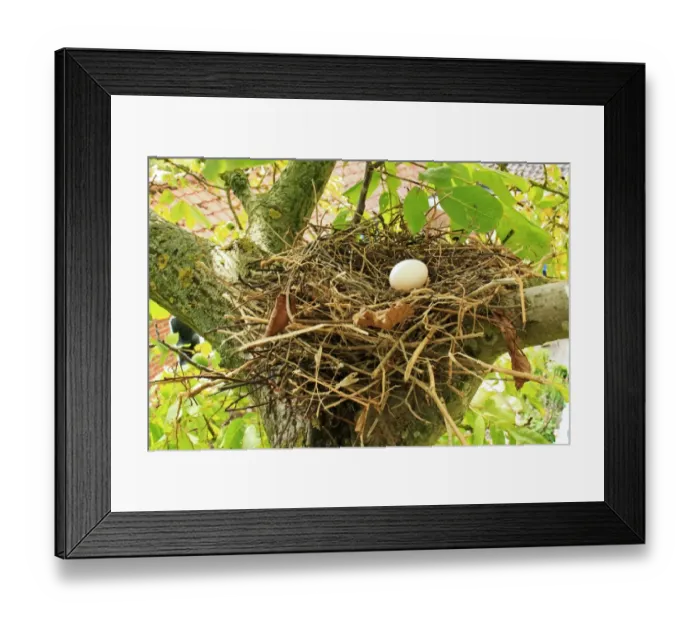 Framed Print : Wood Pigeon (Columba palumbus) one egg in nest, on branch of Common Walnut (Juglans regia) tree in garden, Suffolk, England, august Framed Print : Wood Pigeon (Columba palumbus) one egg in nest, on branch of Common Walnut (Juglans regia) tree in garden, Suffolk, England, august
