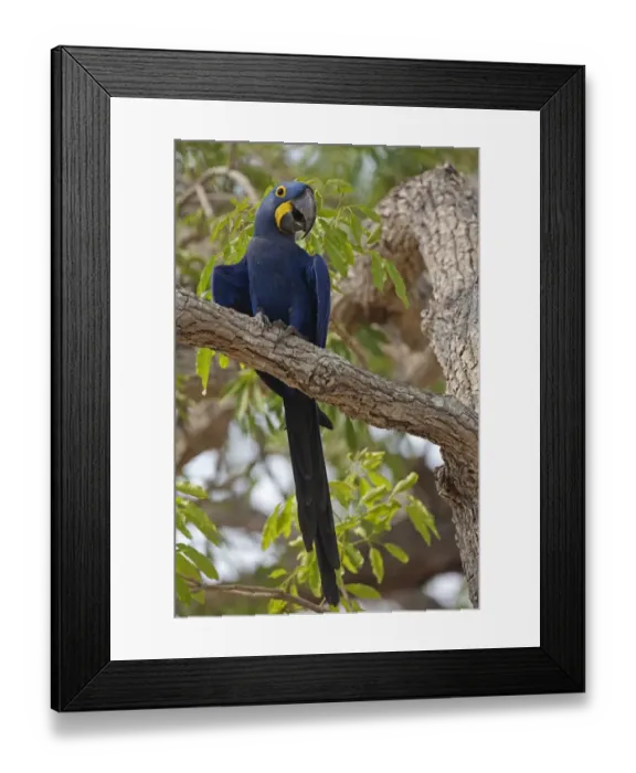 Framed Print : Hyacinth Macaw (Anodorhynchus hyacinthinus) adult, perched on branch, Pantanal, Mato Grosso, Brazil Framed Print : Hyacinth Macaw (Anodorhynchus hyacinthinus) adult, perched on branch, Pantanal, Mato Grosso, Brazil