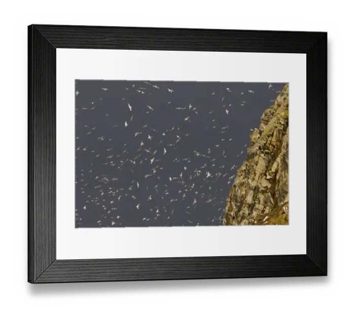 Framed Print : Kittiwake (Rissa tridactyla) adults, in flight, colony returning and wheeling above breeding cliff against stormy sky, Hornoya Island, Varanger, Northern Norway, march Framed Print : Kittiwake (Rissa tridactyla) adults, in flight, colony returning and wheeling above breeding cliff against stormy sky, Hornoya Island, Varanger, Northern Norway, march