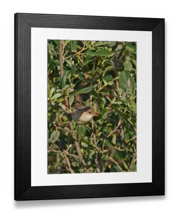 Framed Print : Marsh Warbler (Acrocephalus palustris) adult male, with food in beak, perched in sallow bush, Norfolk, England, june