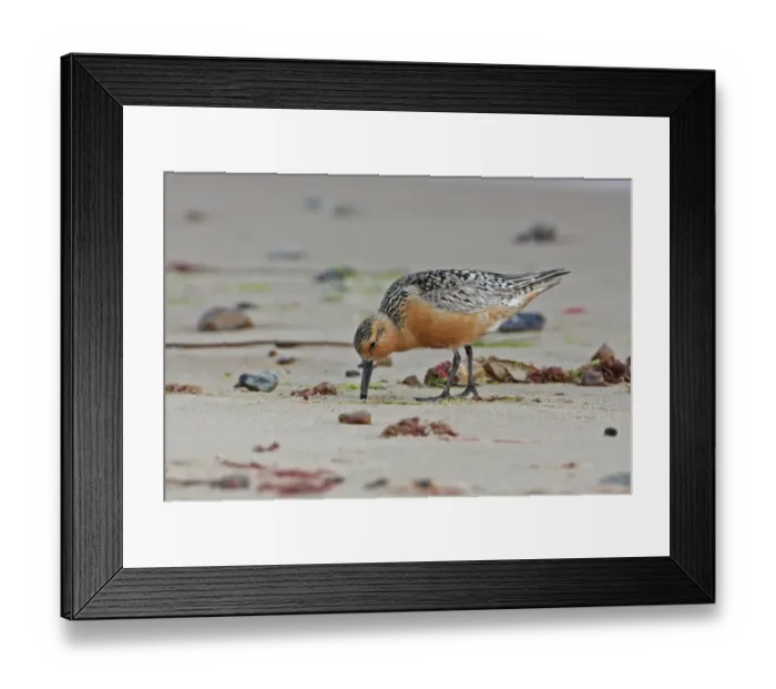 Framed Print : Knot (Calidris canutus) adult, summer plumage with few retained winter feathers, feeding on beach, Eccles-on-sea, Norfolk, England, july Framed Print : Knot (Calidris canutus) adult, summer plumage with few retained winter feathers, feeding on beach, Eccles-on-sea, Norfolk, England, july
