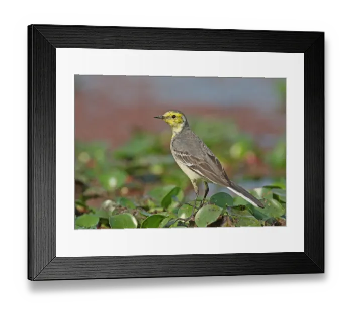 Framed Print : Citrine Wagtail (Motacilla citreola) immature male, standing on Water Hyacinth (Eichhornia sp. ), Dibru-Saikhowa N. P. Assam, India, february Framed Print : Citrine Wagtail (Motacilla citreola) immature male, standing on Water Hyacinth (Eichhornia sp. ), Dibru-Saikhowa N. P. Assam, India, february