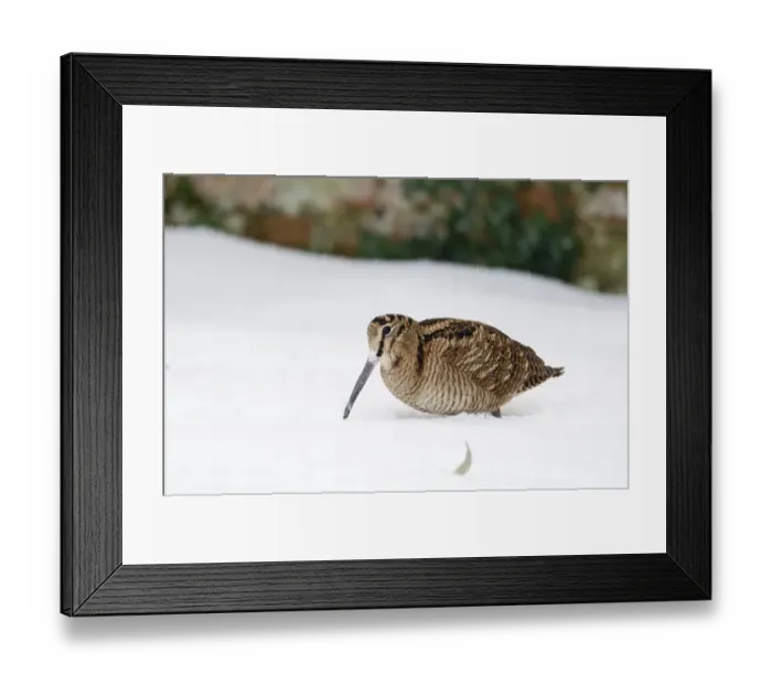 Framed Print : Eurasian Woodcock (Scolopax rusticola) adult, foraging in snow, Norfolk, England, january Framed Print : Eurasian Woodcock (Scolopax rusticola) adult, foraging in snow, Norfolk, England, january
