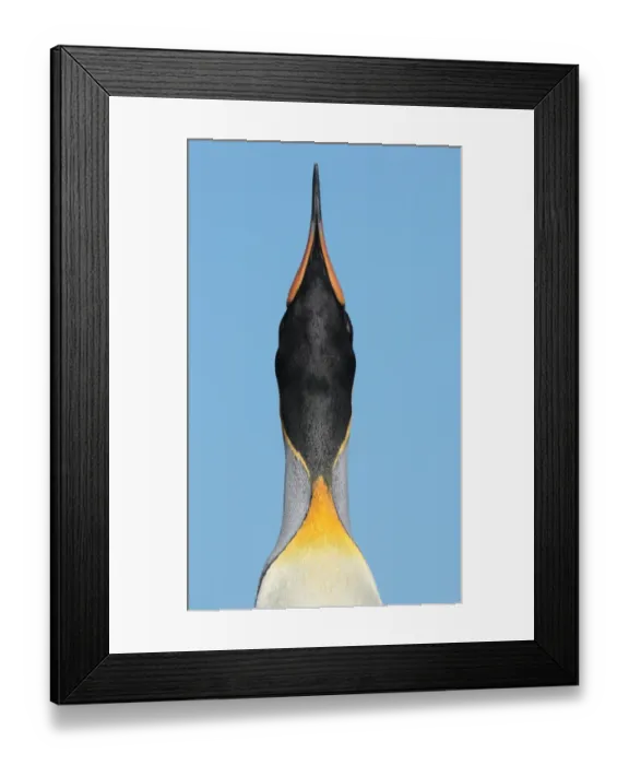 Framed Print : King Penguin (Aptenodytes patagonicus) adult male, close-up of head and neck, in skypointing and trumpeting display, Salisbury Plain, South Georgia, november Framed Print : King Penguin (Aptenodytes patagonicus) adult male, close-up of head and neck, in skypointing and trumpeting display, Salisbury Plain, South Georgia, november